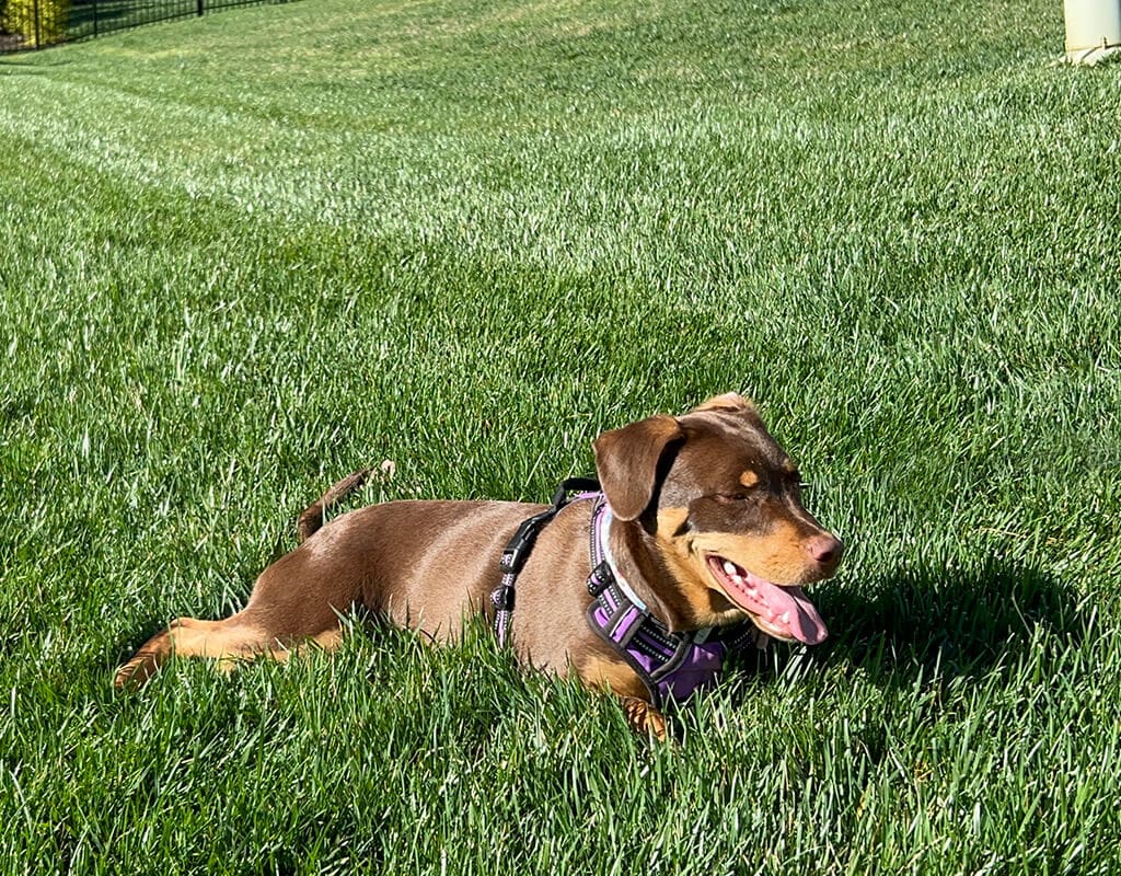 Lawn and Plant Health